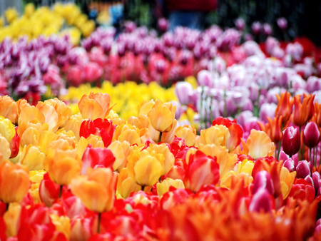 Colorful tulip field in Istanbul, Turkeyの写真素材