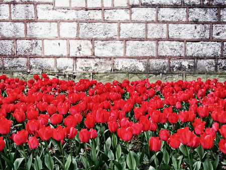 Red tulips and old wallの写真素材