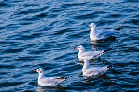 Seagull Birdの写真素材