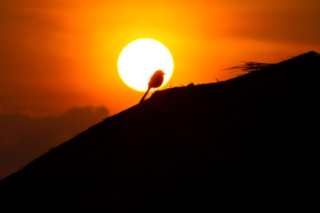 bird on a hut roofの写真素材