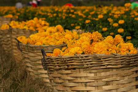 A lot of marigold flower in a basket の写真素材