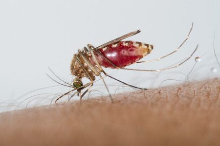 Mosquito sucking bloodの写真素材