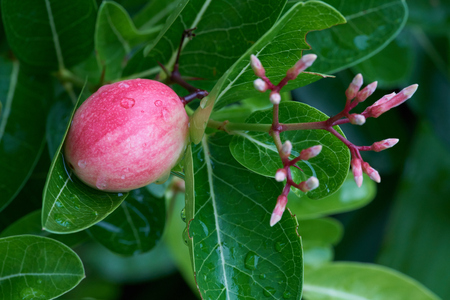 carrissa carandas is a richsource of iron. it contains a fair amount of vitamin c. it's so sour,very sour at maturity but it is sourish sweet when fully ripe.の写真素材