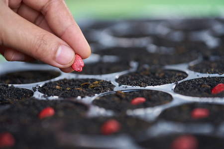 a woman farmer hands put high quality  seed in nursery trays with high planting materials.の写真素材