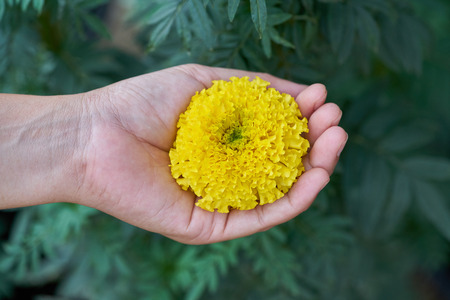 yellow marigold flower in woman hand.の写真素材