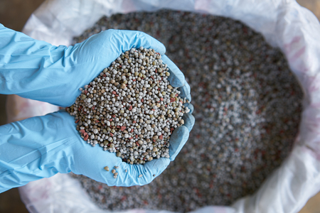 Blue latex Glove ,Chemical Fertilizer in researcher hand, to research on nutrient and fertilizer management.の写真素材