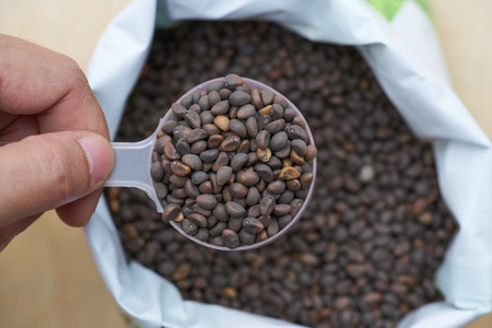 a woman farmer hand hold a spoon and dip high quality  seed from white plastic bag.