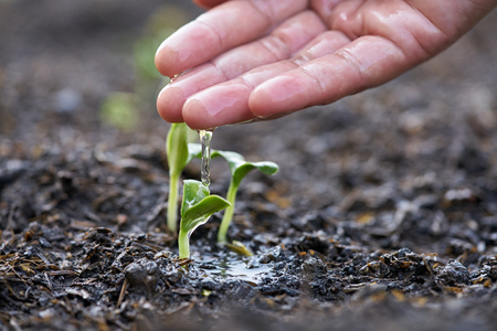 Watering pumpkin seedlings. A few drops of water to flow out of woman handの写真素材