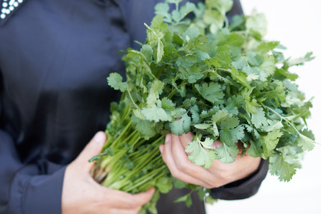 Thai women wear black shirt holding green fresh coriander leaves from the vegetable garden.の写真素材