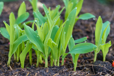 drop of warter on green leaves cornの写真素材