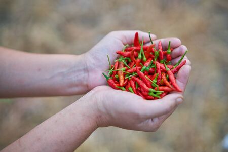 Woman holding red pepper over gold color bokeh backgroundの写真素材