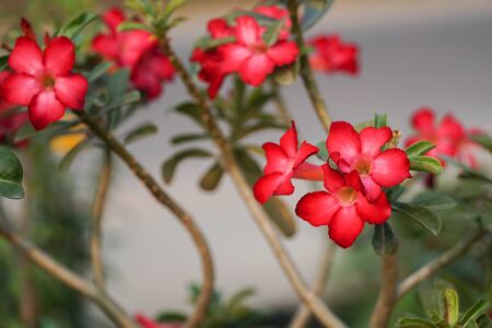 Red flower in the gardenの写真素材