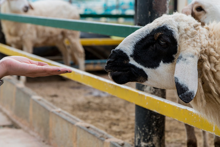 cute sheepの写真素材