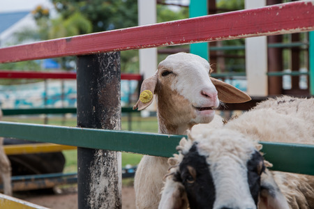 Farm sheep.の写真素材