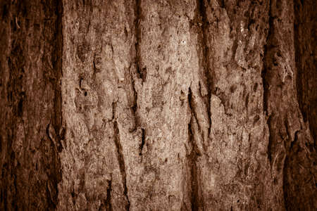 Bark brown texture and background.の写真素材