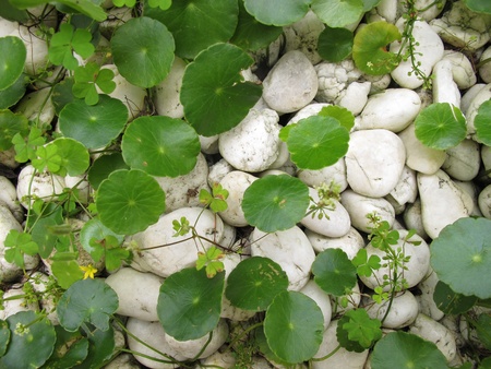 Tiger Herbals (circle leaves) and white rocksの写真素材