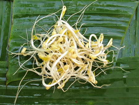 White Bean sprouts on the banana leave の写真素材