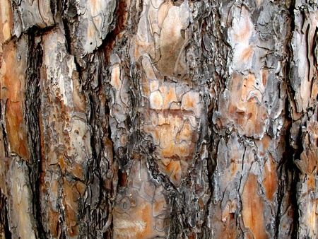 Texture of bark of pine treeの写真素材