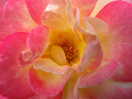 Closeup rose in pink colorの写真素材