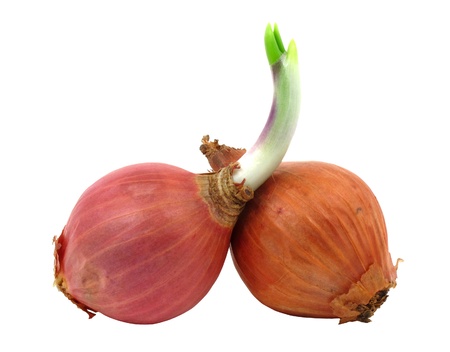 Two shallots with one has leaf isolated with clipping path の写真素材