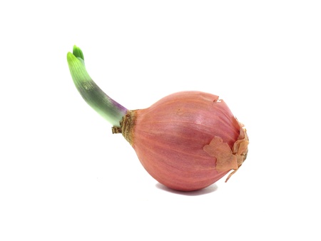 Shallot with leaflet sprout on white backgroundの写真素材