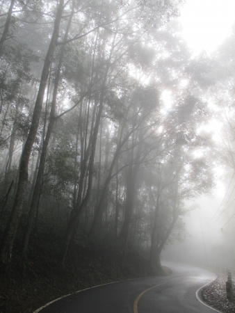 Curve road in the mist beside forestの写真素材