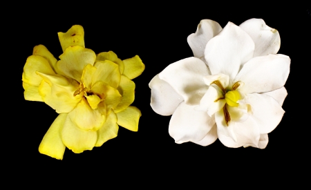 Gardenia augusta  L   Merr  wither and fresh on black backgroundの写真素材