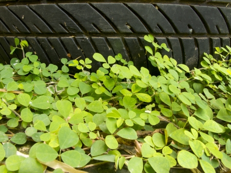 Pattern of old tyre above small plant on groundの写真素材