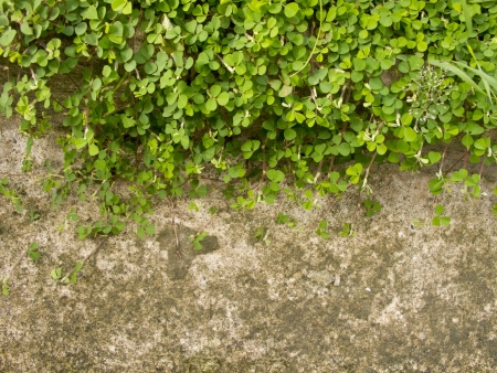 Wood sorrel or Oxalis acetosella L  on concrete floor with spaceの写真素材