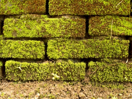 Brick wall full with green moss and groundの写真素材