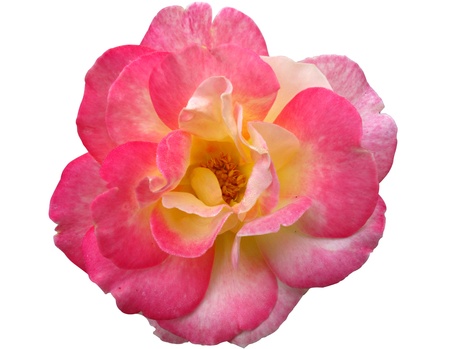 Close up big pink rose isolated の写真素材
