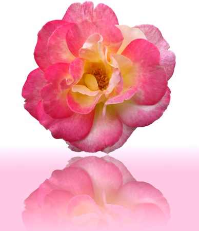 Close up big pink rose isolated with reflect shadowの写真素材