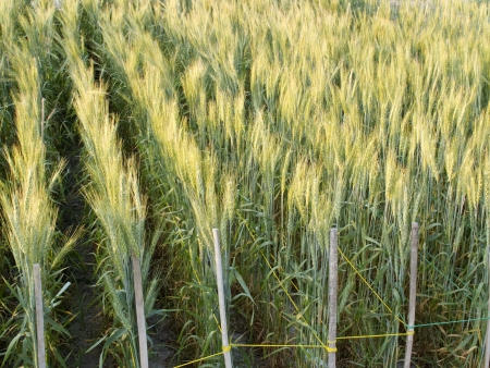 Green barley field in the eveningの写真素材
