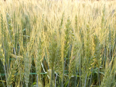 Green barley field in the eveningの写真素材