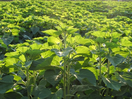 Green sunflower leaf field without flowerの写真素材