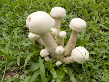 Group of white mushrooms grow in grassの写真素材