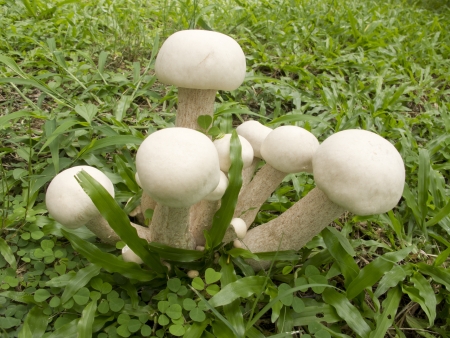 Group of white mushrooms grow in grassの写真素材