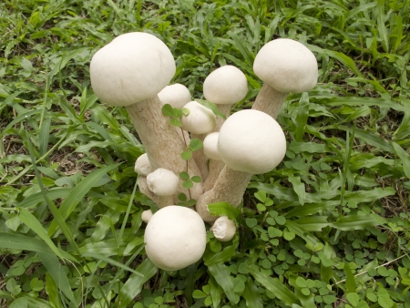 Group of white mushrooms grow in grassの写真素材