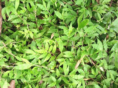 Green leaves cover on groundの素材