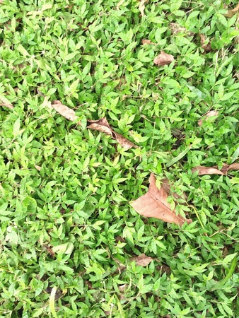 Green leaves cover on groundの素材