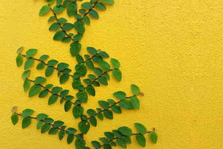 Coatbuttons Mexican daisy plant on yellow wall with spaceの写真素材
