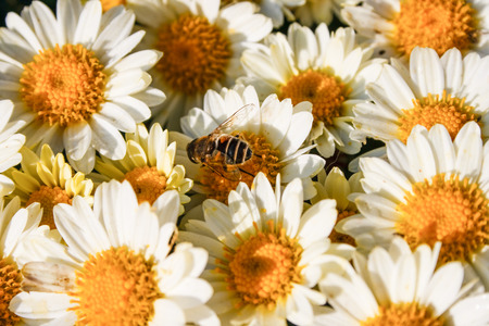 Bee collecting pollen