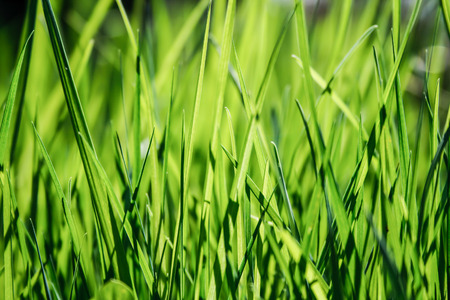 Sun shining through grassの写真素材