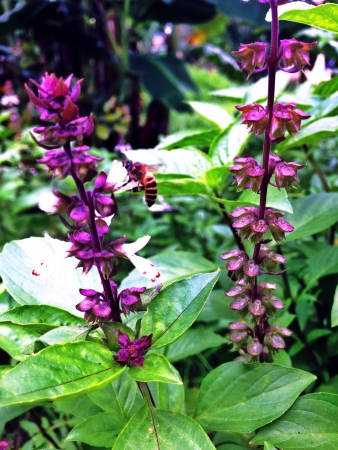 Looking for nectar.の素材