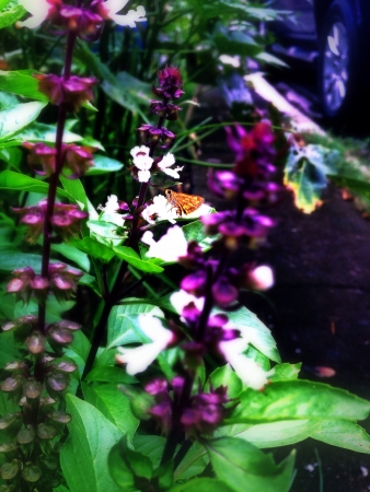 Moth on plant.の素材