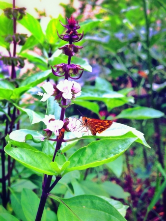 Moth looking for nectar.の素材