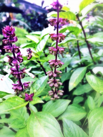 Bee flying to the flowerの素材