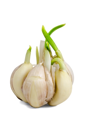 Sprouting garlic clove isolated on white backgroundの写真素材