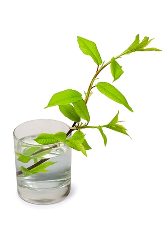 tree branch with green  leaves in glass of water isolated on whiteの写真素材