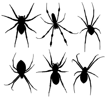 Spider Silhouette on white backgroundのイラスト素材